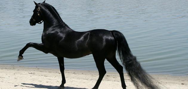 حصان عربي أدهم