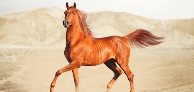 حصان عربي أشقر في الصحراء