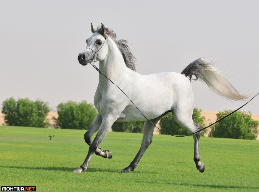 حصان عربي أصيل رمادي يركض